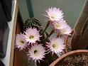 Echinopsis hybr._9